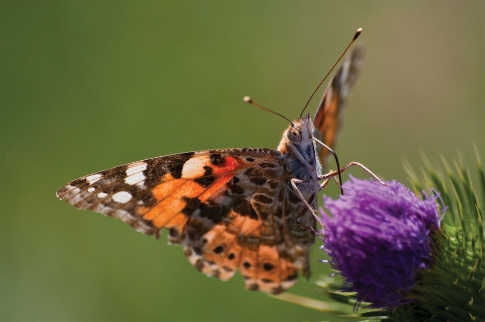 Butterfly farming in South Africa