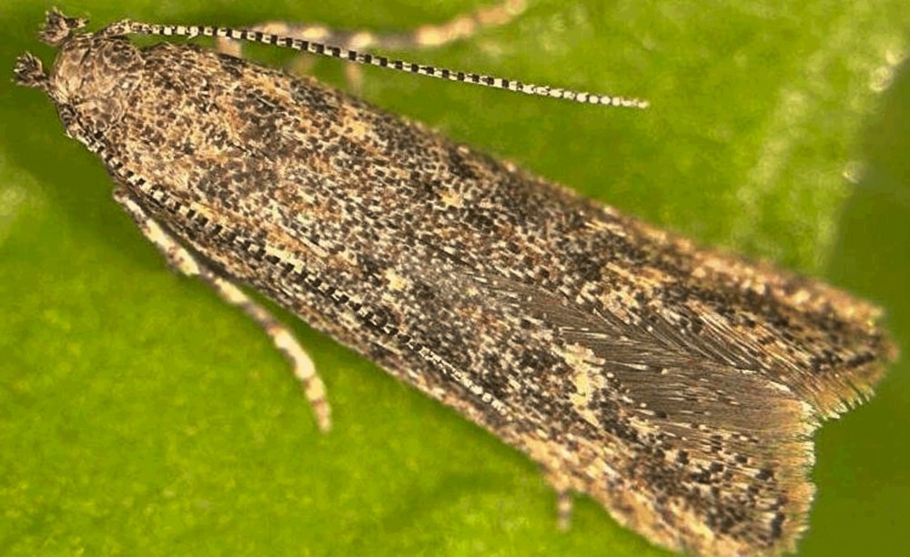 Tackling alien invasive insect pests head-on
